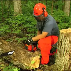 Chainsaws, Pole Saws and other Saws